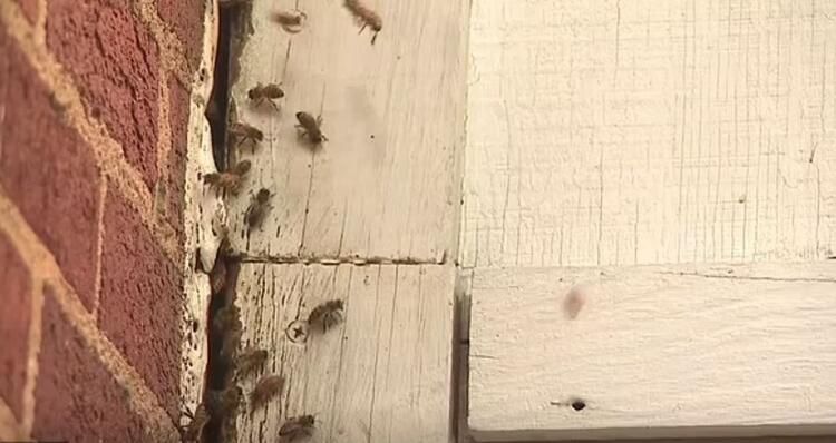 Sızdıran tavandan yılanlar döküldü! İşte dehşete düşüren o anlar... 5
