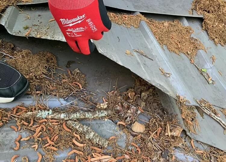 Sızdıran tavandan yılanlar döküldü! İşte dehşete düşüren o anlar... 7