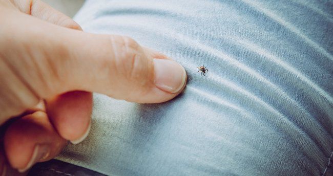 Uzman isimden korkutan uyarı: 900'e yakın hastalığı insana bulaştırıyor! 4