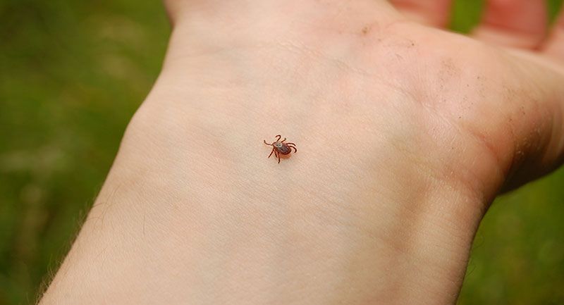 Uzman isimden korkutan uyarı: 900'e yakın hastalığı insana bulaştırıyor! 7