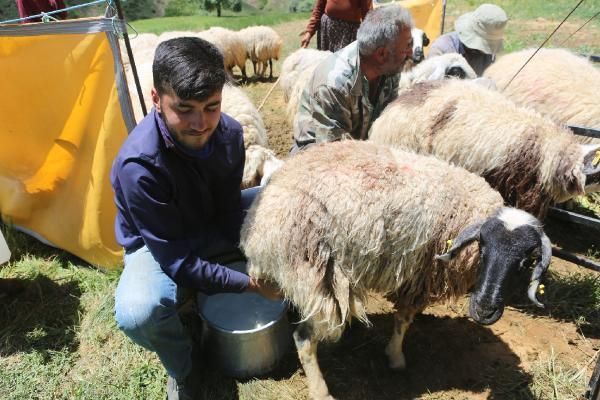 Çobanlık yaparak Robert Lisesi'nden mezun olan Mahir Gündoğdu için Hollanda Büyükelçiliği harekete geçti 2