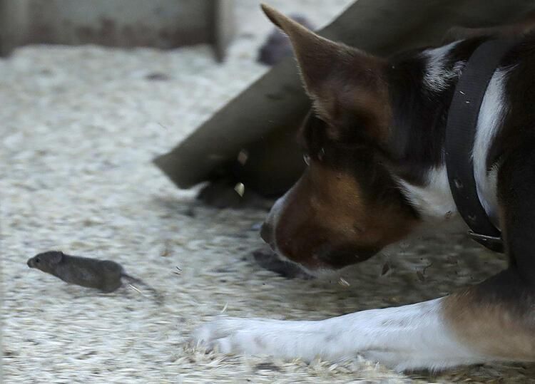 Kabusun boyutu giderek büyüyor: Uyurken gözlerini yedi! 6