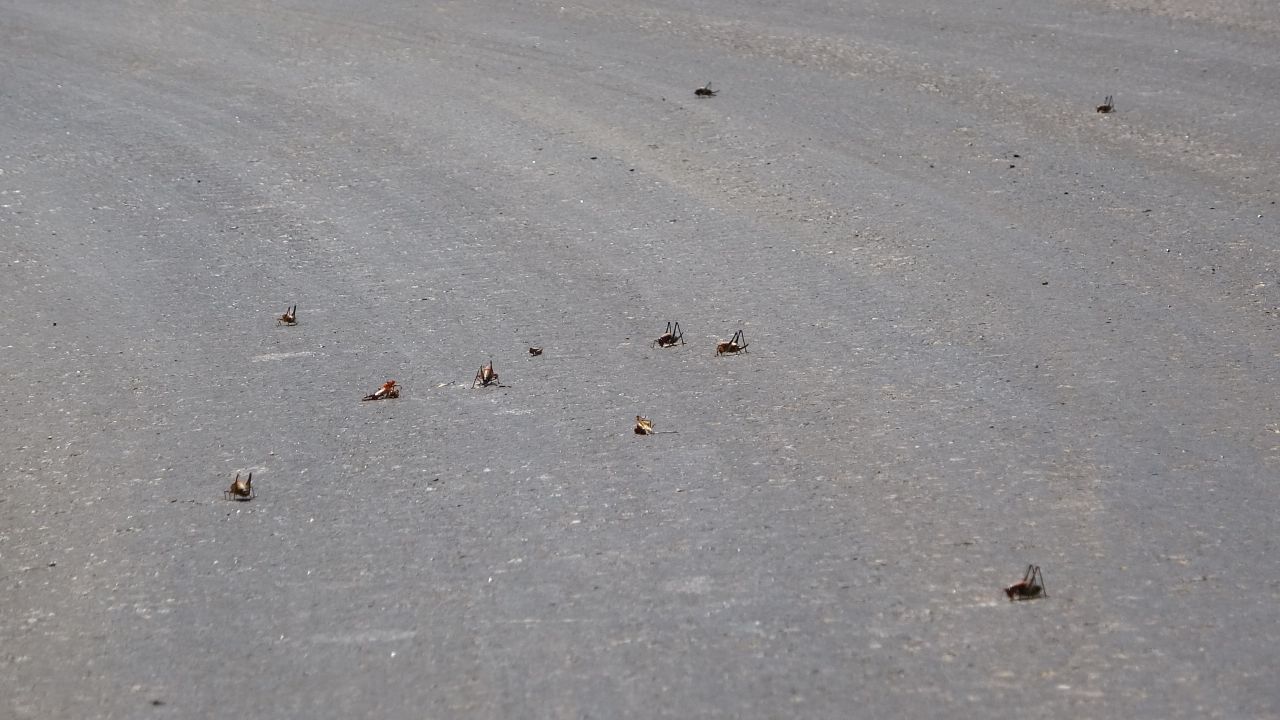 Görenler hayrete düştü! Muş’ta ortaya çıkan dev çekirgeler bu kez Adıyaman'da görüldü 8