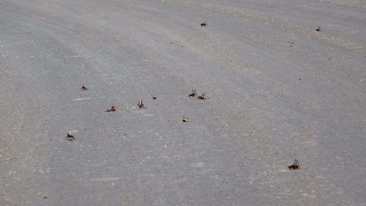 Görenler hayrete düştü! Muş’ta ortaya çıkan dev çekirgeler bu kez Adıyaman'da görüldü 9