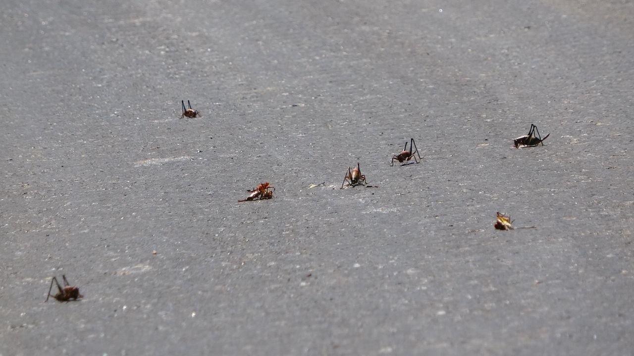 Görenler hayrete düştü! Muş’ta ortaya çıkan dev çekirgeler bu kez Adıyaman'da görüldü 10