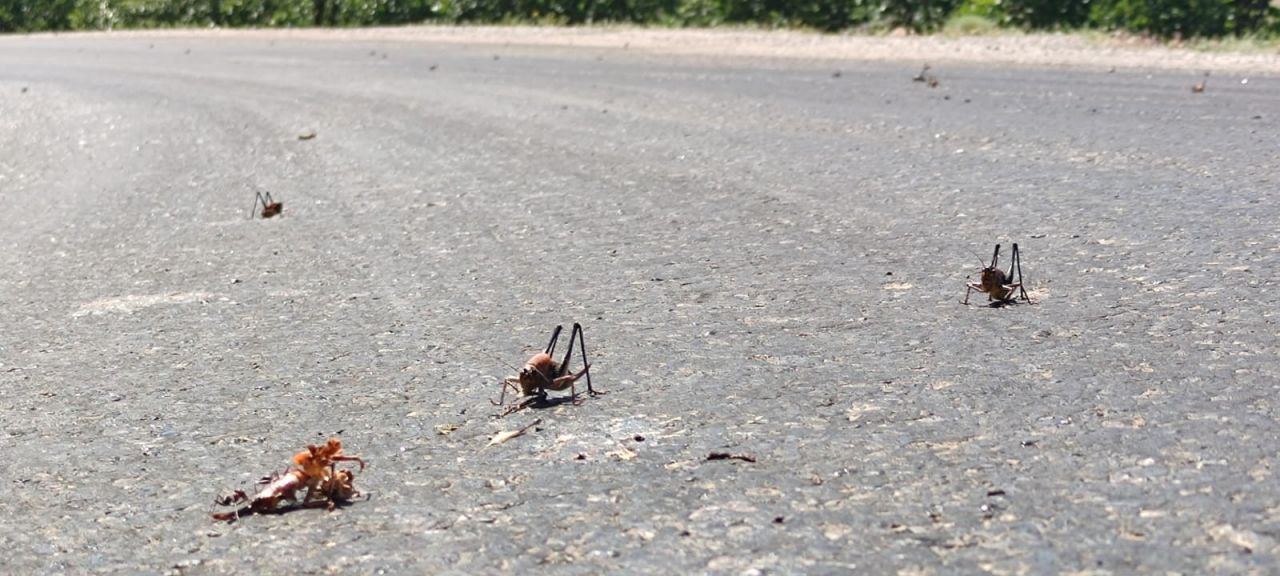 Görenler hayrete düştü! Muş’ta ortaya çıkan dev çekirgeler bu kez Adıyaman'da görüldü 2