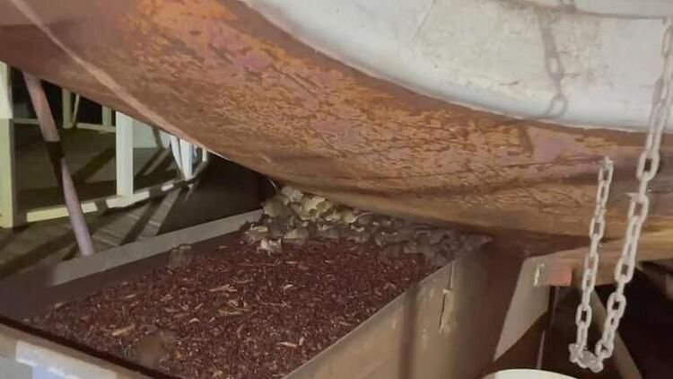 Fare istilası bitmeyen ülkede yeni kabus: Her yeri örümcek ağları sardı! 7