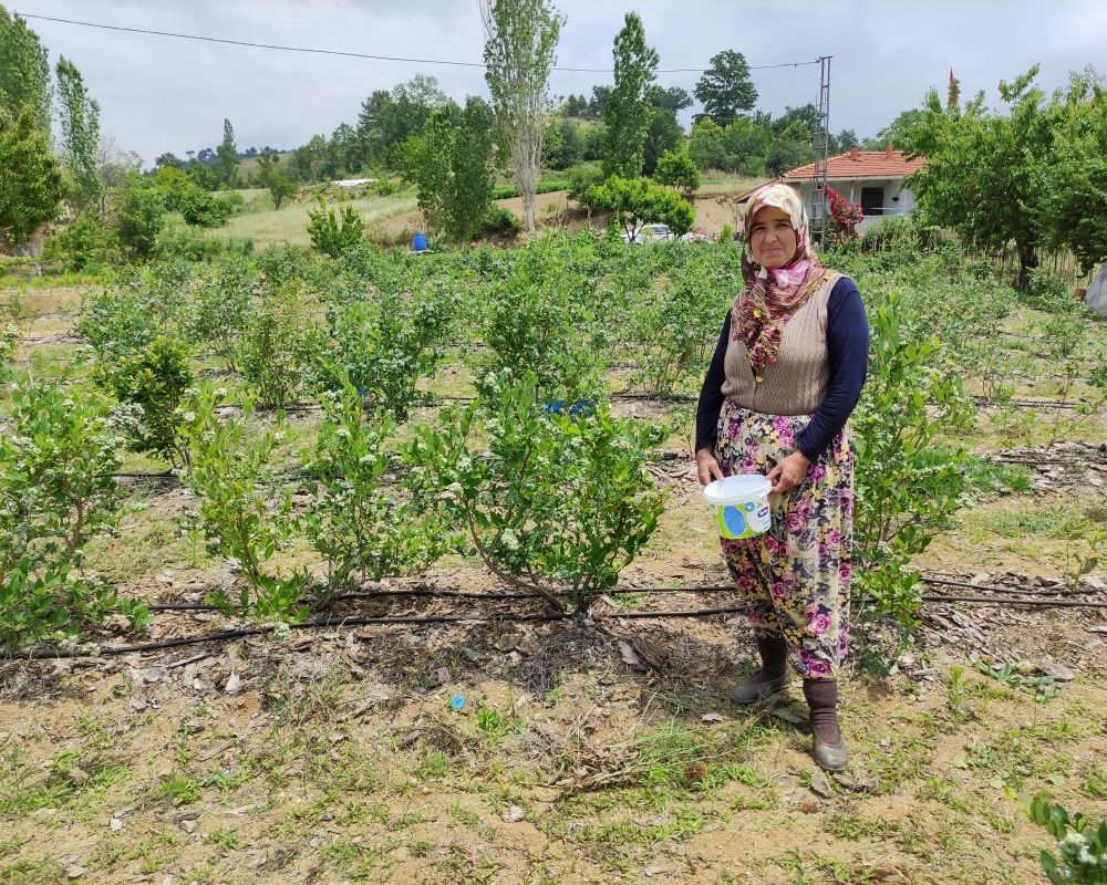 Nadir bulunan yaban mersini yetiştirdi, kilosunu 100 liradan satıyor 11