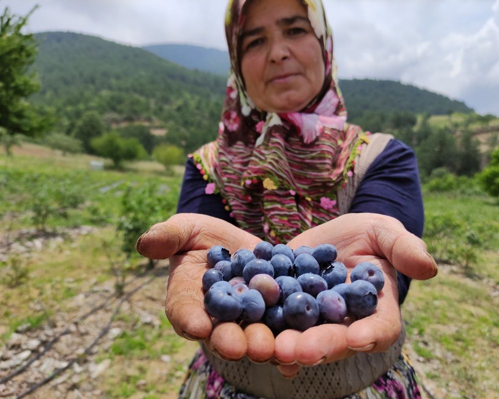Nadir bulunan yaban mersini yetiştirdi, kilosunu 100 liradan satıyor 3