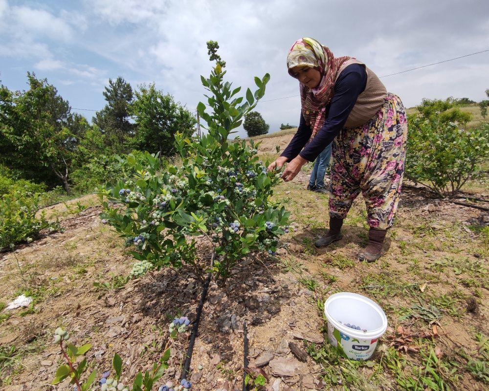 Nadir bulunan yaban mersini yetiştirdi, kilosunu 100 liradan satıyor 8