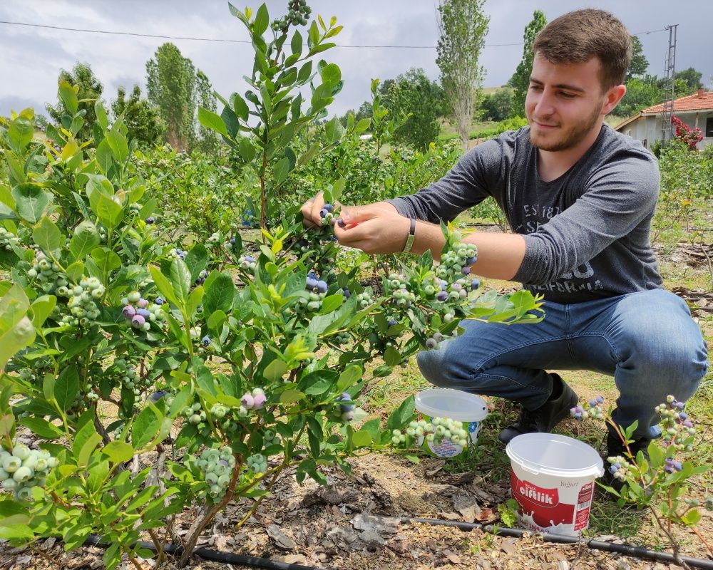Nadir bulunan yaban mersini yetiştirdi, kilosunu 100 liradan satıyor 2