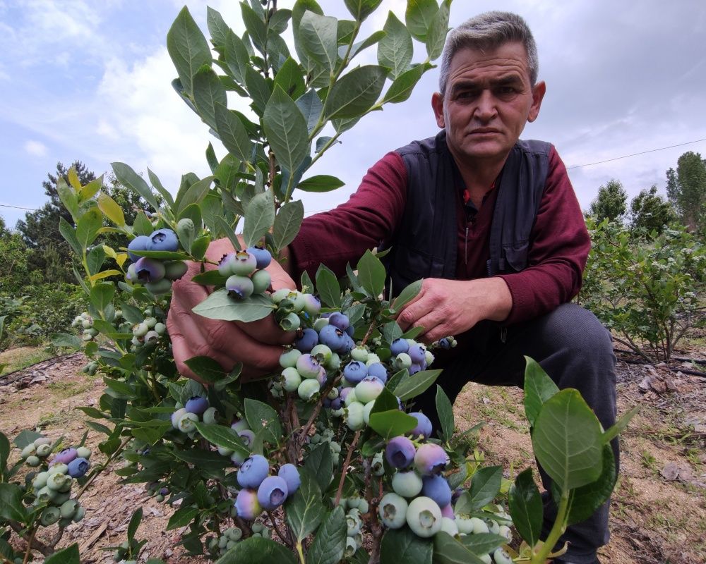 Nadir bulunan yaban mersini yetiştirdi, kilosunu 100 liradan satıyor 12