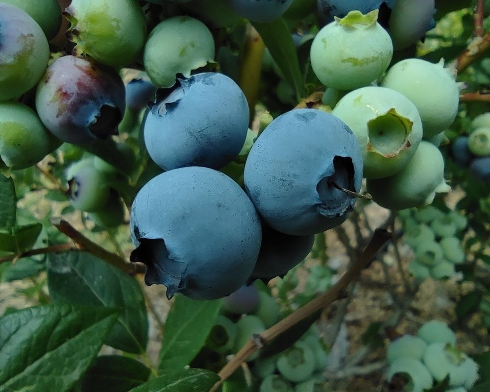 Nadir bulunan yaban mersini yetiştirdi, kilosunu 100 liradan satıyor 1