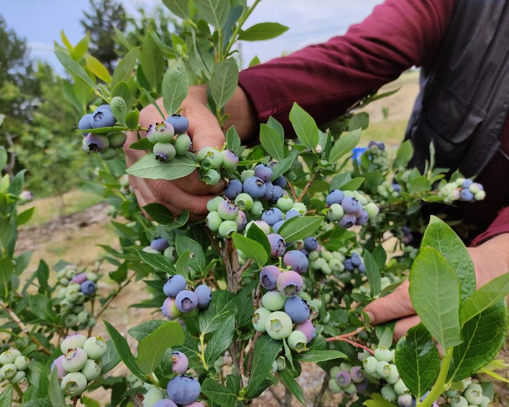 Nadir bulunan yaban mersini yetiştirdi, kilosunu 100 liradan satıyor 4