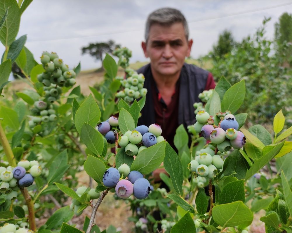 Nadir bulunan yaban mersini yetiştirdi, kilosunu 100 liradan satıyor 5