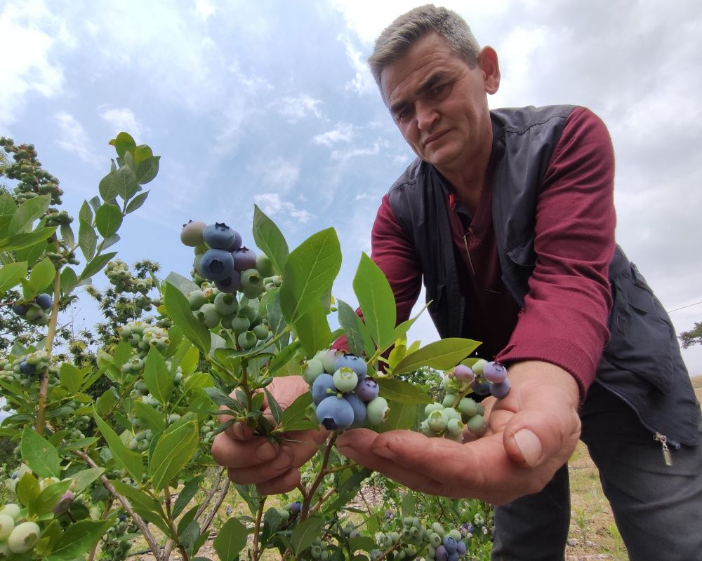 Nadir bulunan yaban mersini yetiştirdi, kilosunu 100 liradan satıyor 6