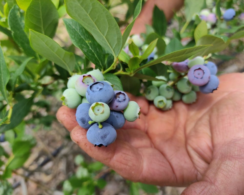 Nadir bulunan yaban mersini yetiştirdi, kilosunu 100 liradan satıyor 10