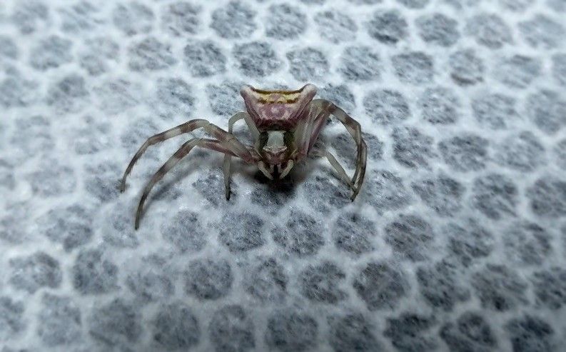 İnsan yüzlü örümcek (thomisus onustus) Türkiye’de 8. kez ortaya çıktı 15