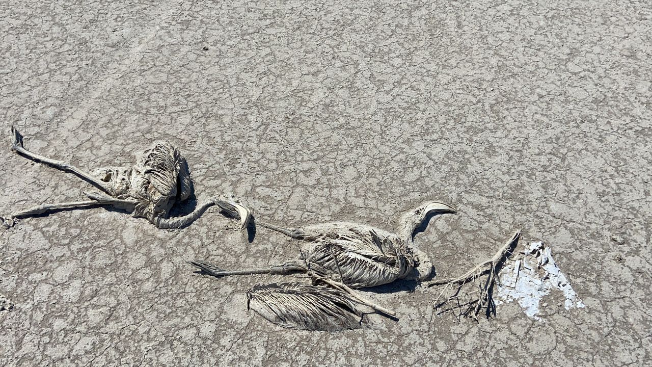 Flamingo mezarlığı! Tuz Gölü'nde kahreden görüntü 5