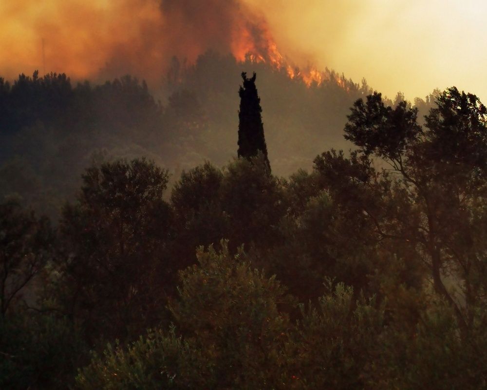 Turistler panikte! Samos (Sisam) kabusu yaşıyor... Yangına müdahale sürüyor 7