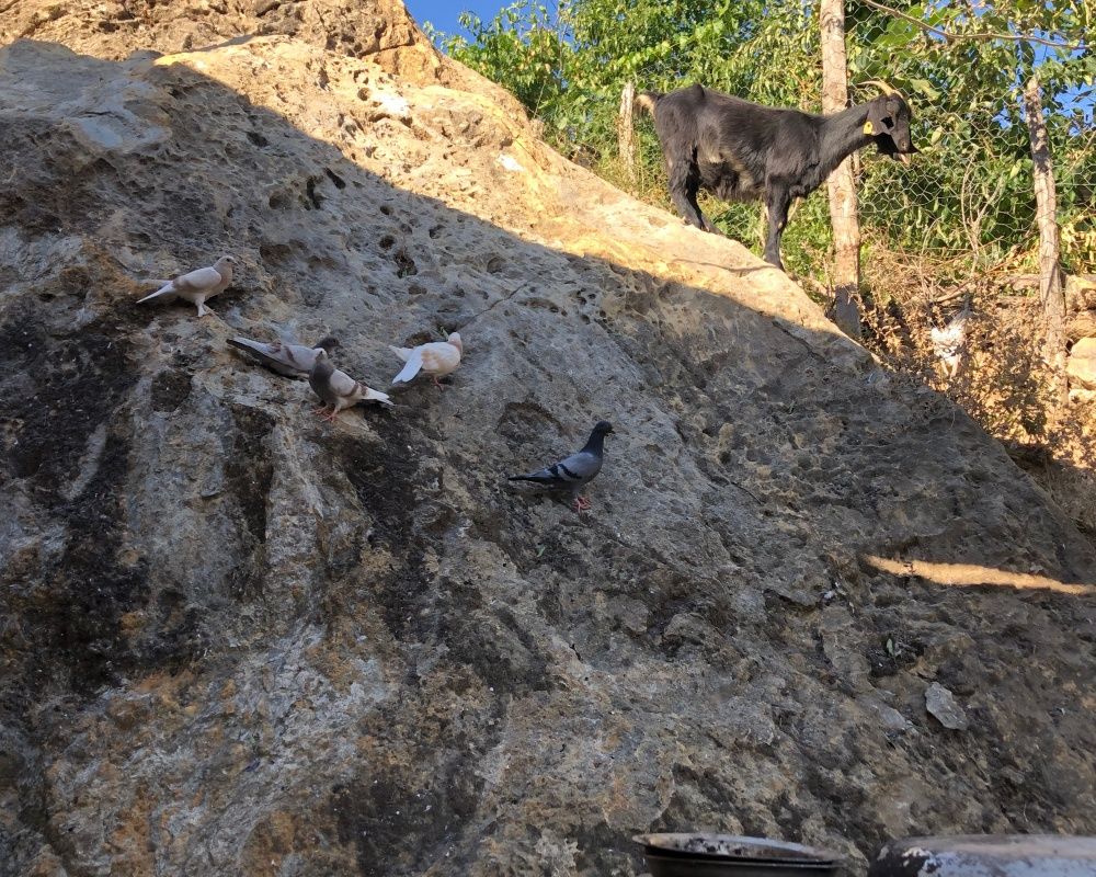 Adana’nın Aladağ ilçesinde çıkan yangından geriye ailelerin acılı hikayeleri, küle dönmüş evler ve orman kaldı 19