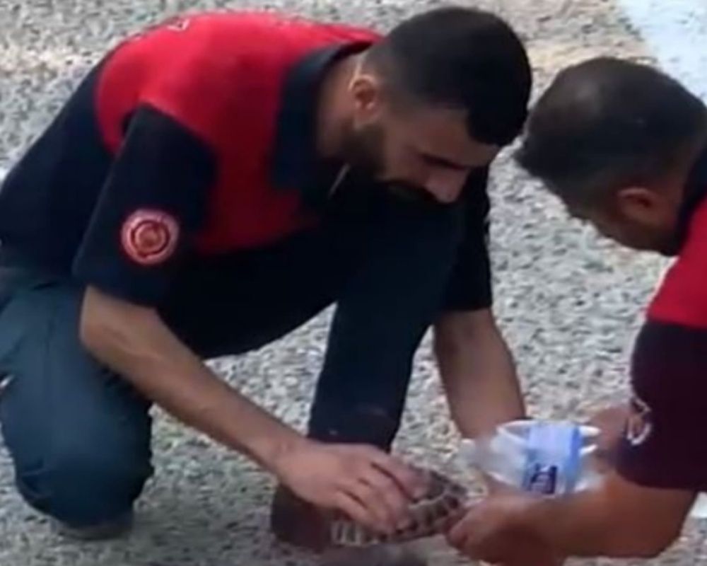 Manavgat'taki orman yangınında zarar gören bütün hayvanlar tedavi ediliyor 6