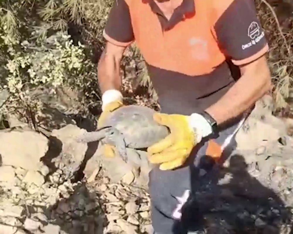 Manavgat'taki orman yangınında zarar gören bütün hayvanlar tedavi ediliyor 27
