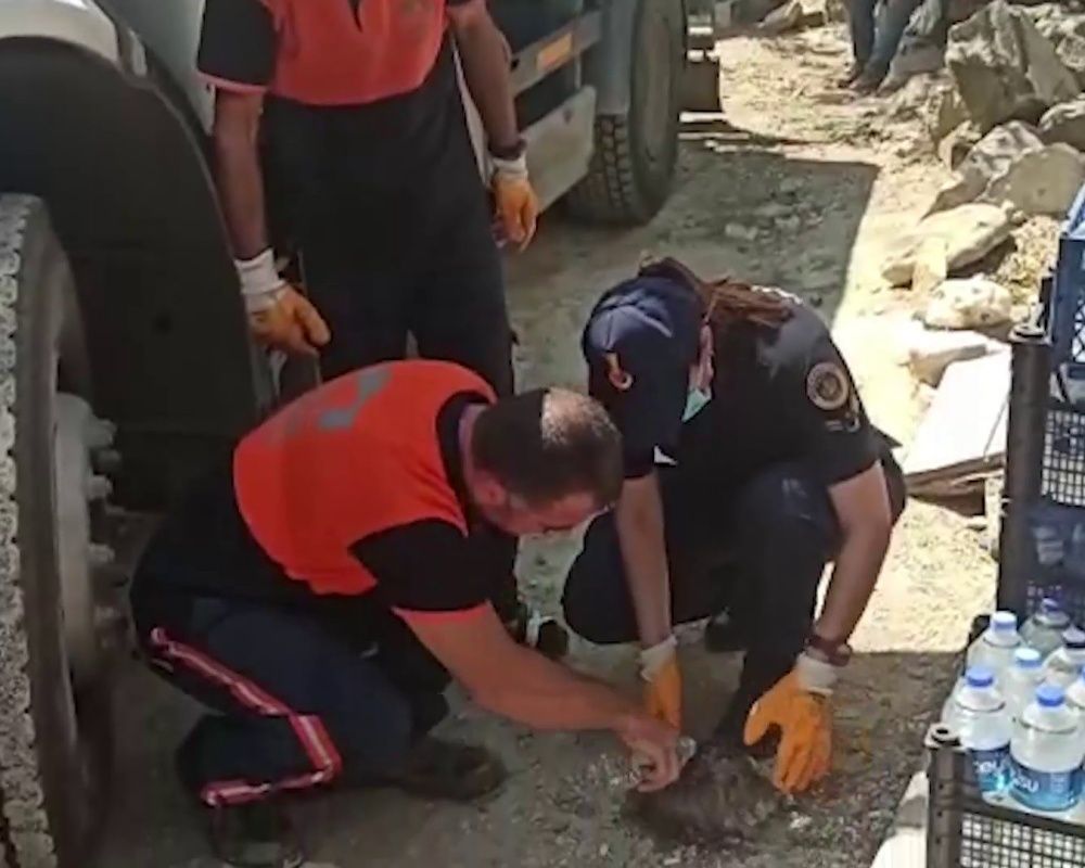 Manavgat'taki orman yangınında zarar gören bütün hayvanlar tedavi ediliyor 21