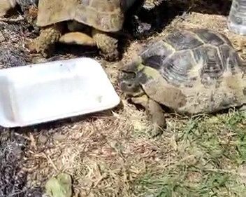 Manavgat'taki orman yangınında zarar gören bütün hayvanlar tedavi ediliyor 22