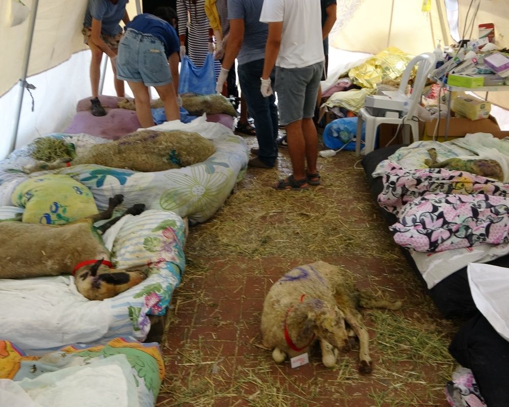 Manavgat'taki orman yangınında zarar gören bütün hayvanlar tedavi ediliyor 17