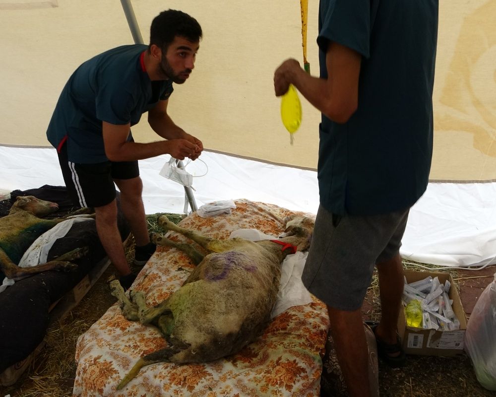 Manavgat'taki orman yangınında zarar gören bütün hayvanlar tedavi ediliyor 18