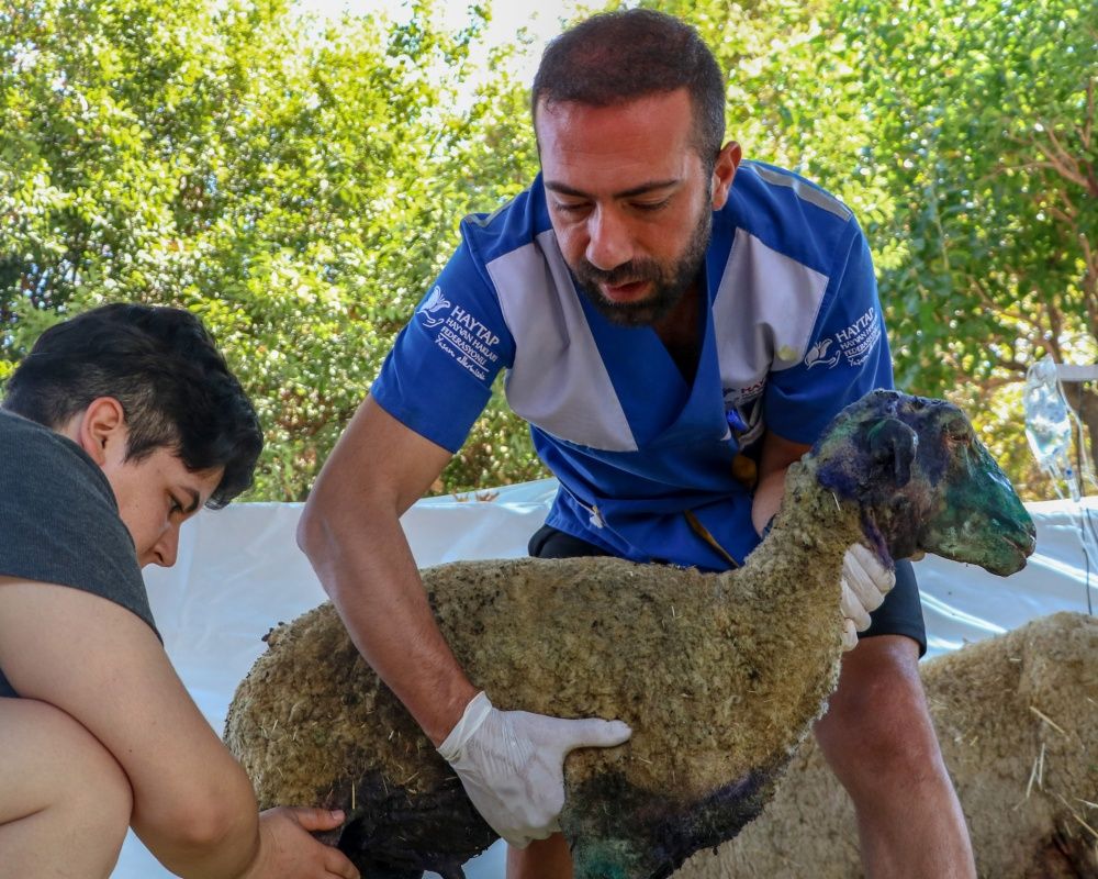 Manavgat'taki orman yangınında zarar gören bütün hayvanlar tedavi ediliyor 26