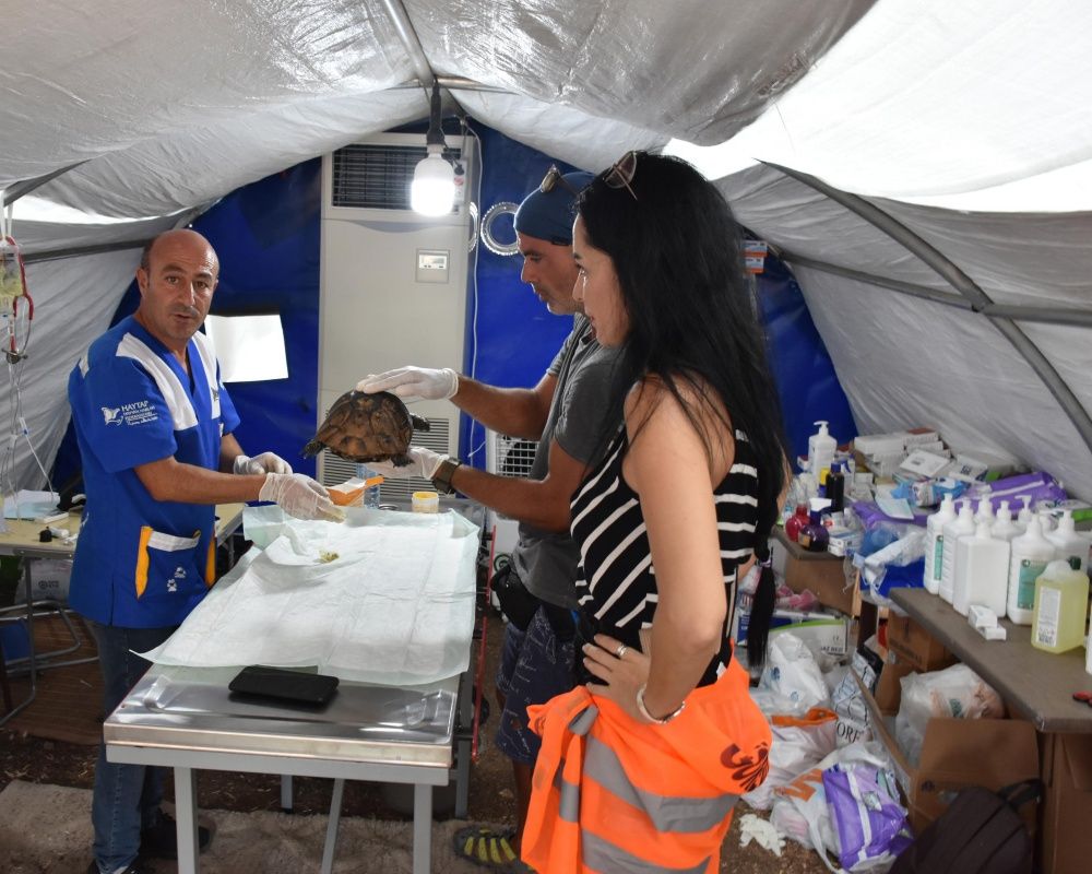 Manavgat'taki orman yangınında zarar gören bütün hayvanlar tedavi ediliyor 38