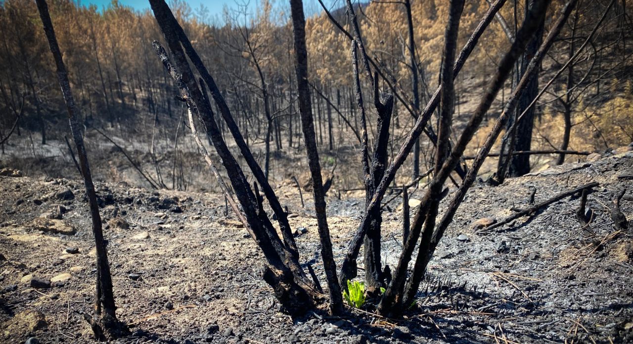 Yanan ormanda ilk filizler! Doğa kendini yeniliyor... 7