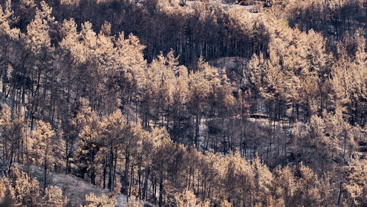 Yanan ormanda ilk filizler! Doğa kendini yeniliyor... 6