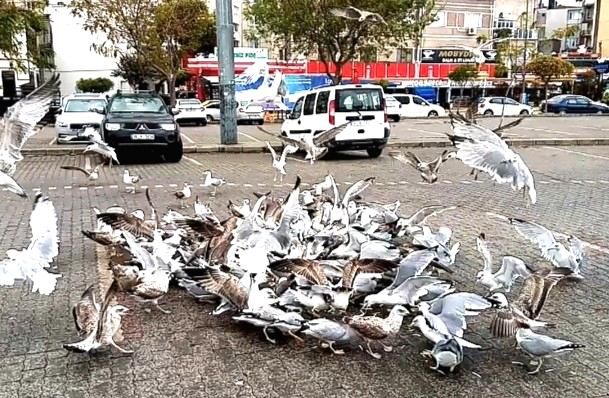 Fırtına balık fiyatlarını vurdu! Etiketler ikiye katlandı... Hamsinin kilosu 40 TL! 8