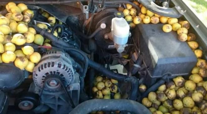 Motora bakmak için kaputu açtığında neye uğradığını şaşırdı! İşte o ilginç manzara... 2