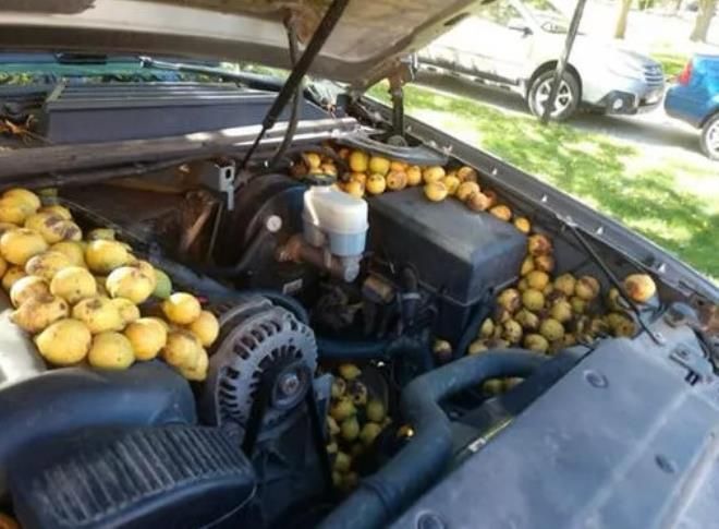 Motora bakmak için kaputu açtığında neye uğradığını şaşırdı! İşte o ilginç manzara... 3