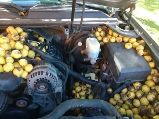 Motora bakmak için kaputu açtığında neye uğradığını şaşırdı! İşte o ilginç manzara... 4