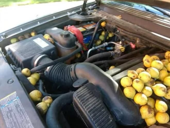 Motora bakmak için kaputu açtığında neye uğradığını şaşırdı! İşte o ilginç manzara... 5
