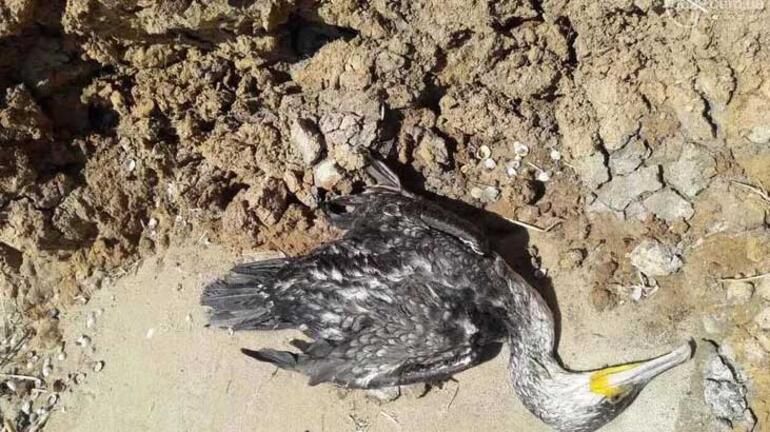 Gökyüzünden ölü kuşlar yağıyor! Türkiye'de yeni hastalık uyarısı... Sakın yaklaşmayın! 7