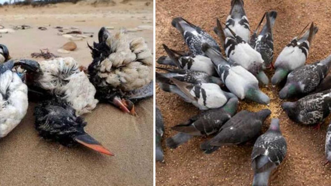 Gökyüzünden ölü kuşlar yağıyor! Türkiye'de yeni hastalık uyarısı... Sakın yaklaşmayın! 18