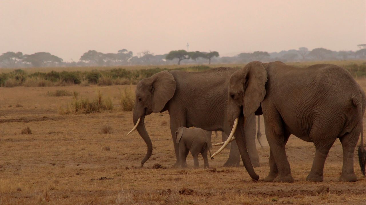 Kenya'da bebek fil sayısında patlama yaşandı! 4