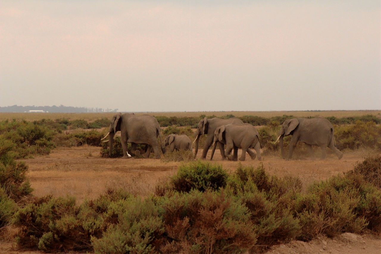 Kenya'da bebek fil sayısında patlama yaşandı! 5