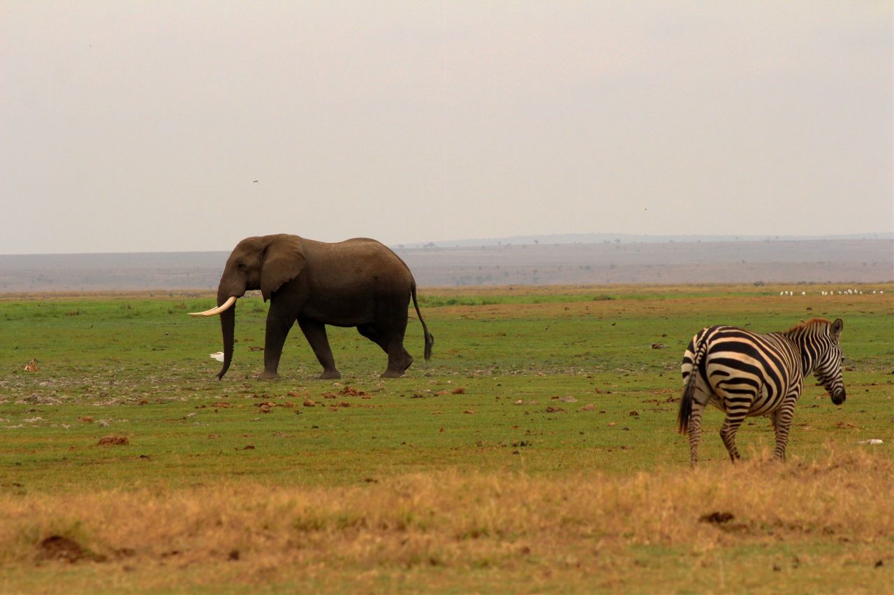 Kenya'da bebek fil sayısında patlama yaşandı! 7