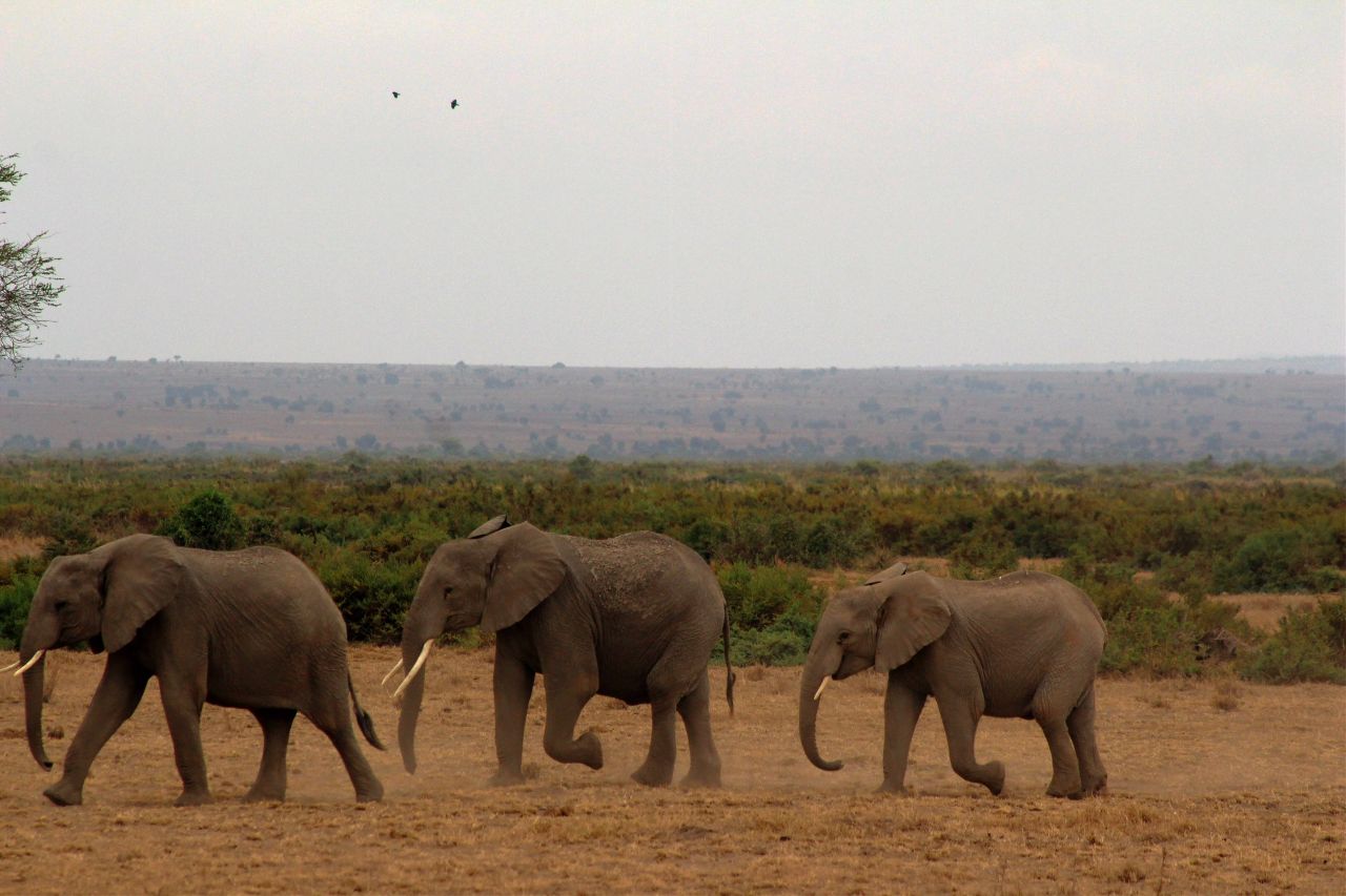 Kenya'da bebek fil sayısında patlama yaşandı! 8