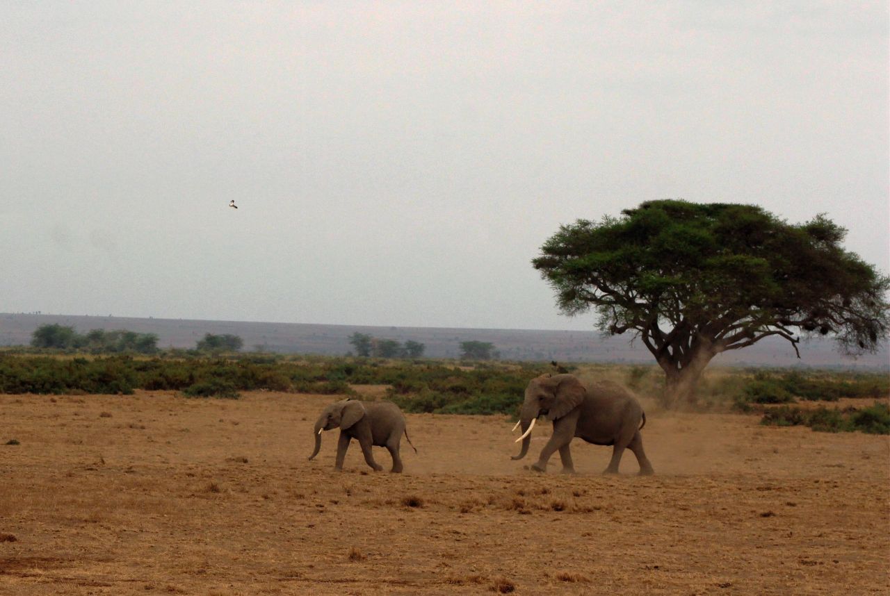 Kenya'da bebek fil sayısında patlama yaşandı! 9