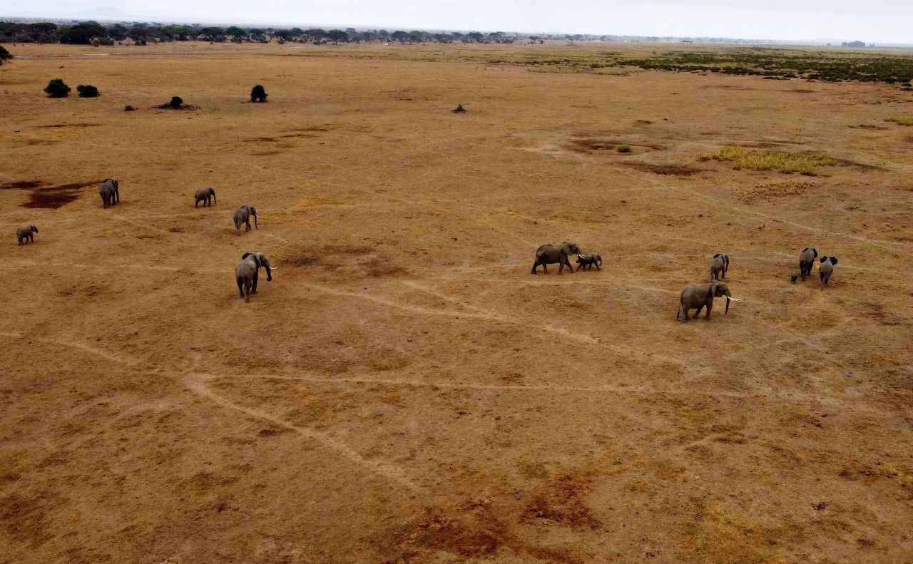 Kenya'da bebek fil sayısında patlama yaşandı! 10