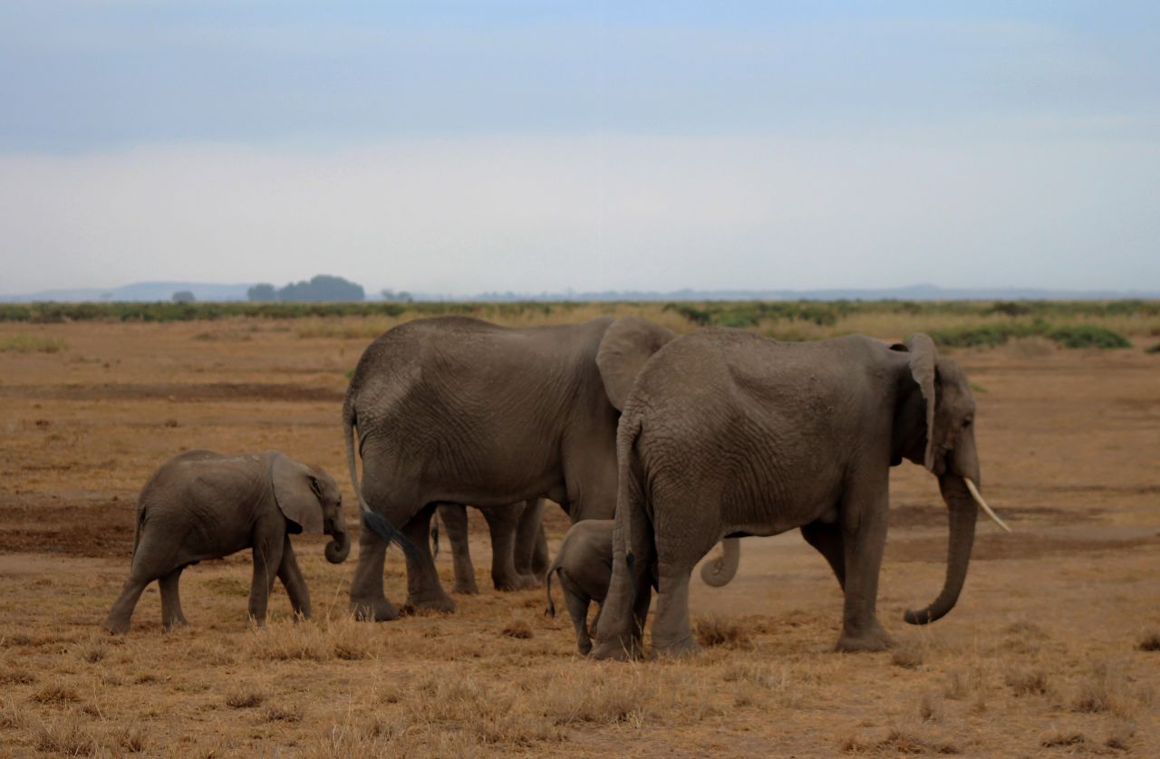 Kenya'da bebek fil sayısında patlama yaşandı! 12