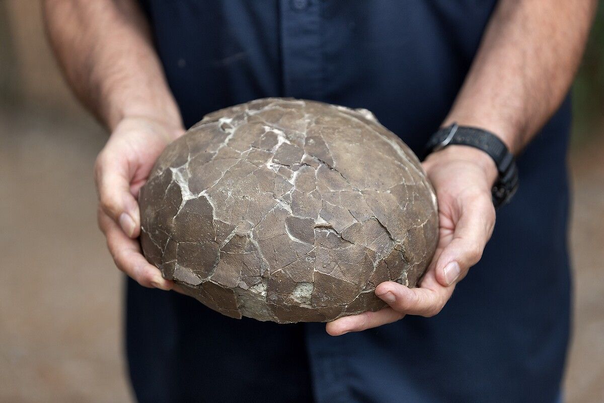 Fransa'da kendinizi Jurassic Park'ta hissettirecek müze: Dinozor ve Tarih Öncesi Müzesi 1